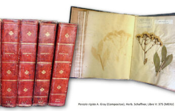 LA COLECCIÓN HISTÓRICA DEL HERBARIO NACIONAL