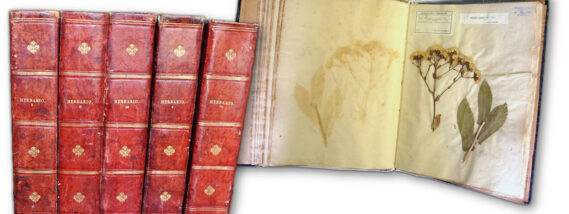 LA COLECCIÓN HISTÓRICA DEL HERBARIO NACIONAL