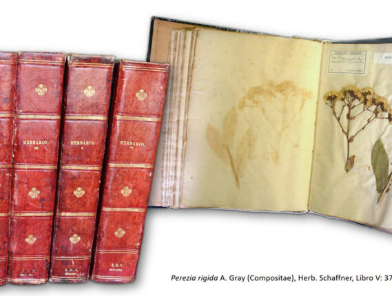 LA COLECCIÓN HISTÓRICA DEL HERBARIO NACIONAL