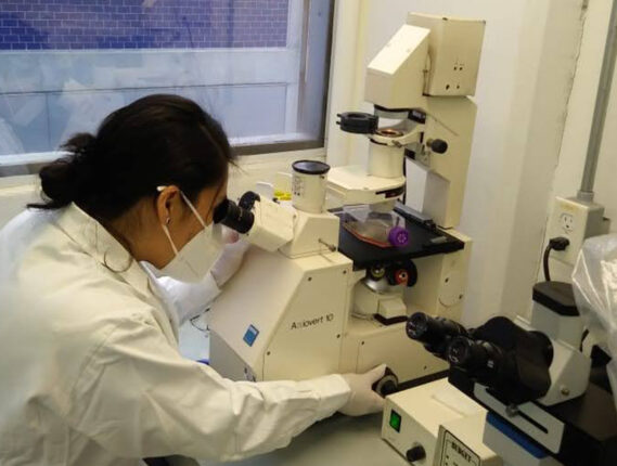 PLANTAS MEXICANAS CONTRA LA LEISHMANIASIS