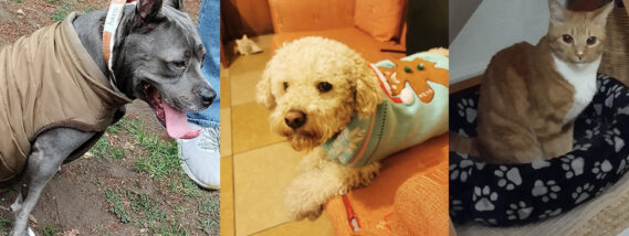 CUIDADOS DE NUESTROS PERROS Y GATOS EN ÉPOCA DE FRÍO