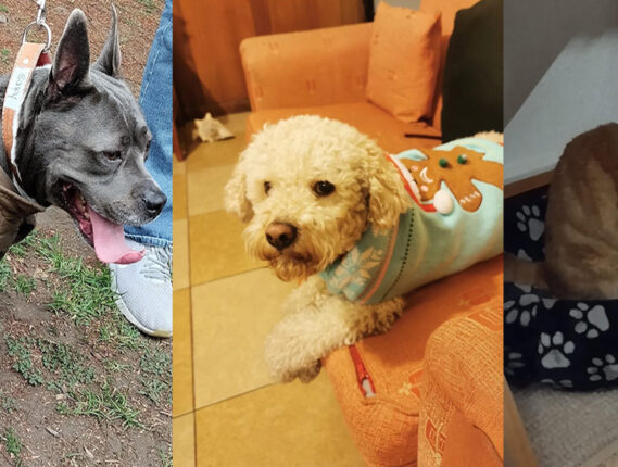 CUIDADOS DE NUESTROS PERROS Y GATOS EN ÉPOCA DE FRÍO