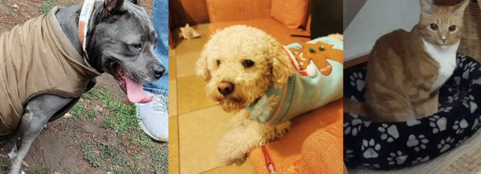 CUIDADOS DE NUESTROS PERROS Y GATOS EN ÉPOCA DE FRÍO