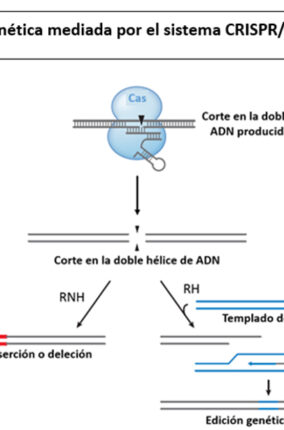 EDICIÓN DE GENES: LA NUEVA ESTRATEGIA TERAPÉUTICA PARA ENFERMEDADES INCURABLES