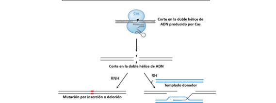 EDICIÓN DE GENES: LA NUEVA ESTRATEGIA TERAPÉUTICA PARA ENFERMEDADES INCURABLES