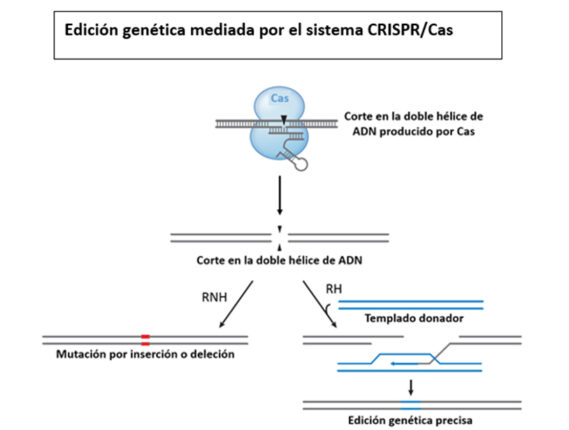 EDICIÓN DE GENES: LA NUEVA ESTRATEGIA TERAPÉUTICA PARA ENFERMEDADES INCURABLES