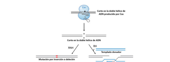 EDICIÓN DE GENES: LA NUEVA ESTRATEGIA TERAPÉUTICA PARA ENFERMEDADES INCURABLES