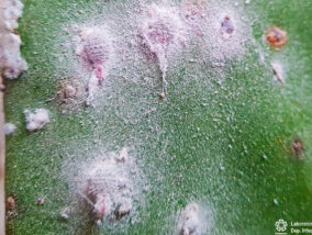 LA GRANA COCHINILLA DEL NOPAL