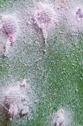 LA GRANA COCHINILLA DEL NOPAL