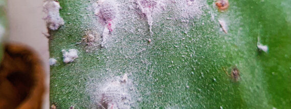 LA GRANA COCHINILLA DEL NOPAL