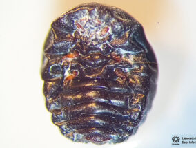 LA GRANA COCHINILLA DEL NOPAL PARTE 2