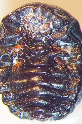 LA GRANA COCHINILLA DEL NOPAL PARTE 2