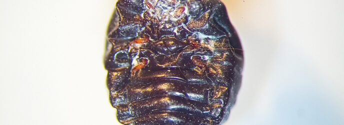 LA GRANA COCHINILLA DEL NOPAL PARTE 2