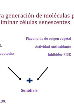 SENOLÍTICOS COMO TERAPIA ANTI-ENVEJECIMIENTO