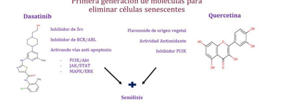 SENOLÍTICOS COMO TERAPIA ANTI-ENVEJECIMIENTO
