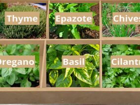 HIERBAS AROMÁTICAS PARA REDUCIR EL RIESGO DE HIPERTENSIÓN