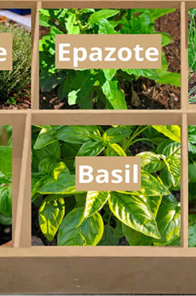 HIERBAS AROMÁTICAS PARA REDUCIR EL RIESGO DE HIPERTENSIÓN