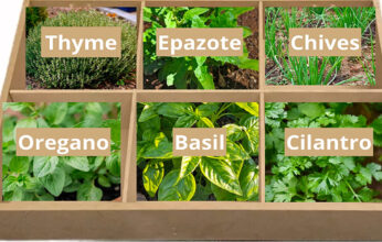 HIERBAS AROMÁTICAS PARA REDUCIR EL RIESGO DE HIPERTENSIÓN