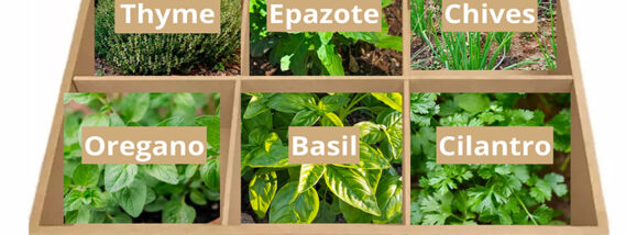 HIERBAS AROMÁTICAS PARA REDUCIR EL RIESGO DE HIPERTENSIÓN