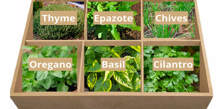 HIERBAS AROMÁTICAS PARA REDUCIR EL RIESGO DE HIPERTENSIÓN HIERBAS AROMÁTICAS PARA REDUCIR EL RIESGO DE HIPERTENSIÓN