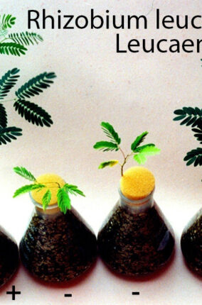 BIOFERTILIZANTES NO CONTAMINANTES