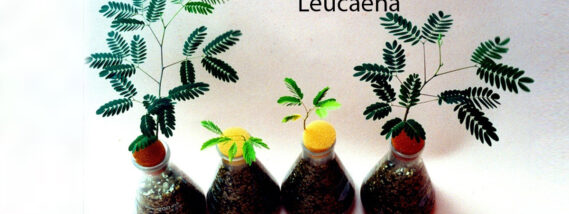 BIOFERTILIZANTES NO CONTAMINANTES