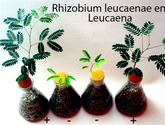BIOFERTILIZANTES NO CONTAMINANTES
