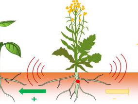 HERBICIDAS NATURALES