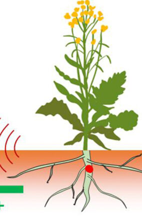 HERBICIDAS NATURALES