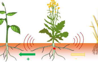 HERBICIDAS NATURALES