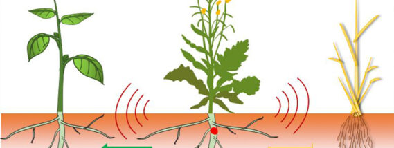 HERBICIDAS NATURALES