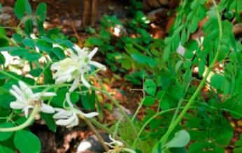 LA MORINGA
