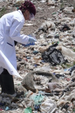 MICROORGANISMOS PARA LA BIODEGRADACIÓN DE PLÁSTICO PARTE 2