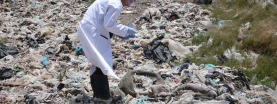 MICROORGANISMOS PARA LA BIODEGRADACIÓN DE PLÁSTICO PARTE 2