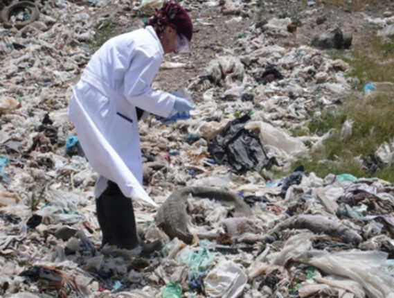 MICROORGANISMOS PARA LA BIODEGRADACIÓN DE PLÁSTICO PARTE 2