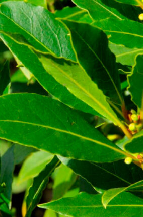 EL LAUREL OLÍMPICO Y EL LAUREL MEXICANO