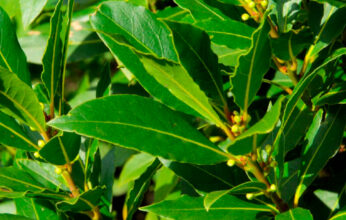 EL LAUREL OLÍMPICO Y EL LAUREL MEXICANO
