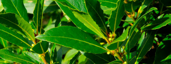 EL LAUREL OLÍMPICO Y EL LAUREL MEXICANO