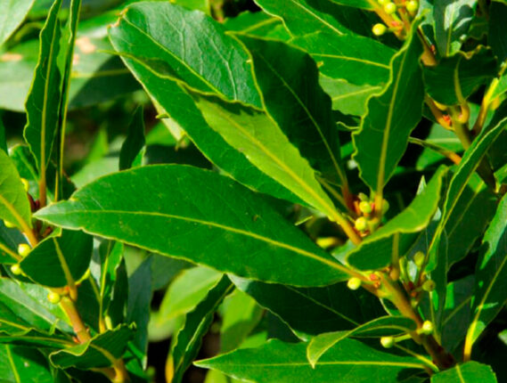 EL LAUREL OLÍMPICO Y EL LAUREL MEXICANO