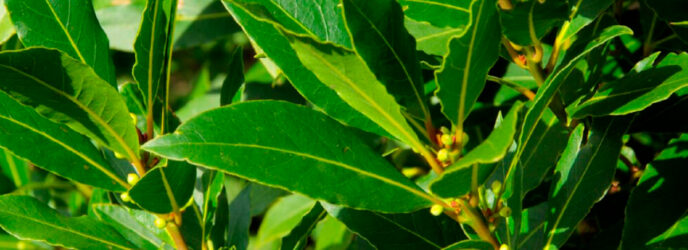 EL LAUREL OLÍMPICO Y EL LAUREL MEXICANO