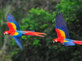 ADOPTA UNA GUACAMAYA LIBRE