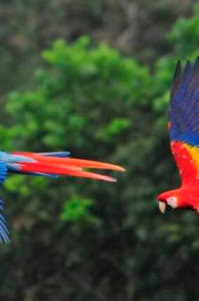 ADOPTA UNA GUACAMAYA LIBRE