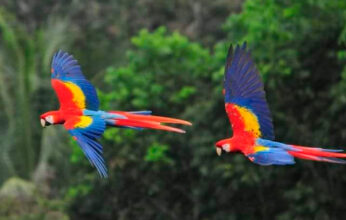 ADOPTA UNA GUACAMAYA LIBRE