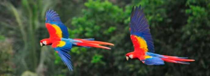 ADOPTA UNA GUACAMAYA LIBRE