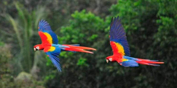 ADOPTA UNA GUACAMAYA LIBRE ADOPTA UNA GUACAMAYA LIBRE