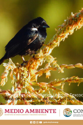 MONITOREO COMUNITARIO DEL LAGO DE TEXCOCO