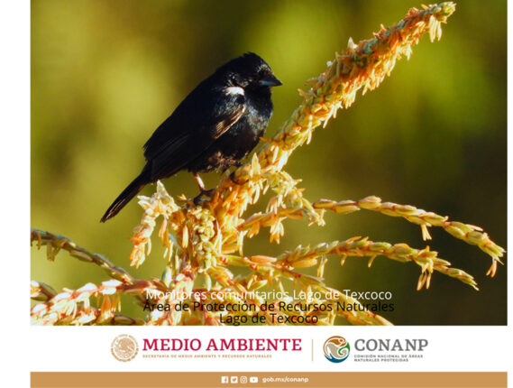 MONITOREO COMUNITARIO DEL LAGO DE TEXCOCO