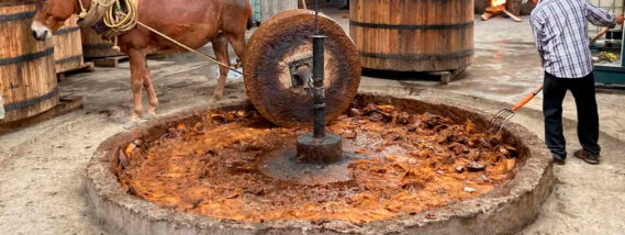 PARA TODO MAL, MEZCAL; PARA TODO BIEN, TAMBIÉN