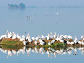 LA RECUPERACIÓN DE LA LAGUNA DE ZUMPANGO Y SU BIODIVERSIDAD RETOS Y OPORTUNIDADES