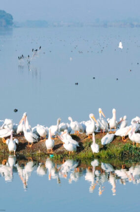 LA RECUPERACIÓN DE LA LAGUNA DE ZUMPANGO Y SU BIODIVERSIDAD RETOS Y OPORTUNIDADES